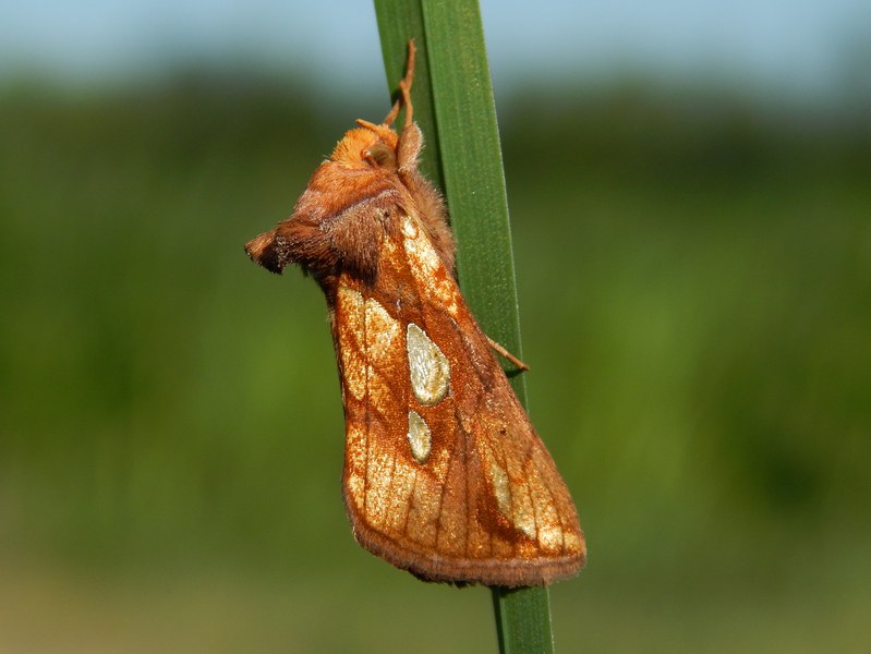 Lepidotteri da identicare/confermare